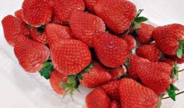 丹东草莓爆料视频最新,口感鲜美，品质卓越，带你领略东北草莓魅力